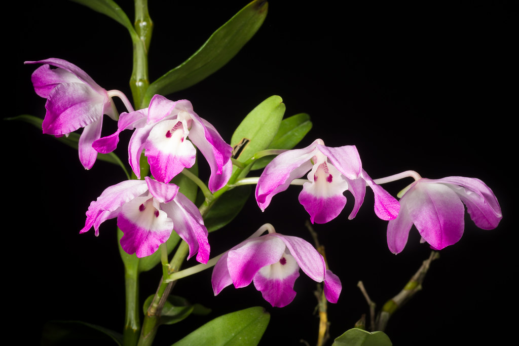 Dendrobium chlorostylum